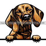 Vizsla Dog Breed Peeking Color ClipArt SVG