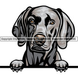 Weimaraner Dog Breed Peeking Color ClipArt SVG