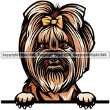 Yorkie Dog Breed Peeking Color ClipArt SVG