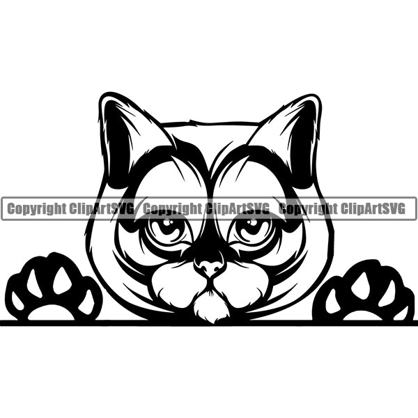 British Shorthair Head Face ClipArt SVG