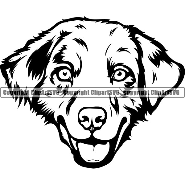 Australian Shepherd Dog Breed Head Face ClipArt SVG