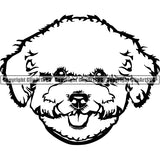 Bichon Frise Dog Breed Head Face ClipArt SVG