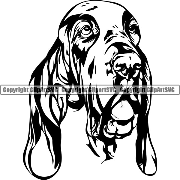 Bracco Italiano Dog Breed Head Face ClipArt SVG