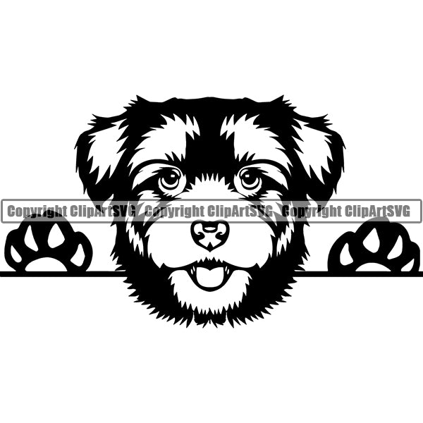 Havanese Peeking Dog Breed ClipArt SVG