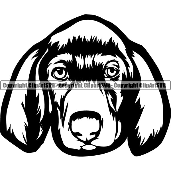 Weimaraner Dog Breed Head Face ClipArt SVG