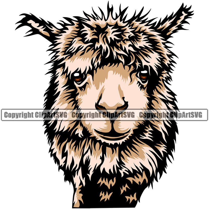 Domestic Alpaca Llama Breed Breeder Farm Meat Food Wool Clipart SVG