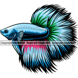 Animal Aquarium Tropical Siamese Betta Fish Vector Clipart SVG