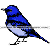 Bluebird Pet Bird Watching Avian Wildlife Songbird Domestic Parrot Beak Feathers Perch Wings Design Logo Clipart SVG