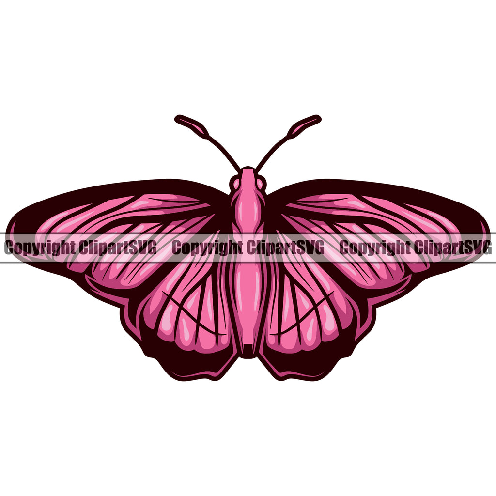 Pink And Black Insect Butterfly Animal Design White Background Vector Clipart SVG