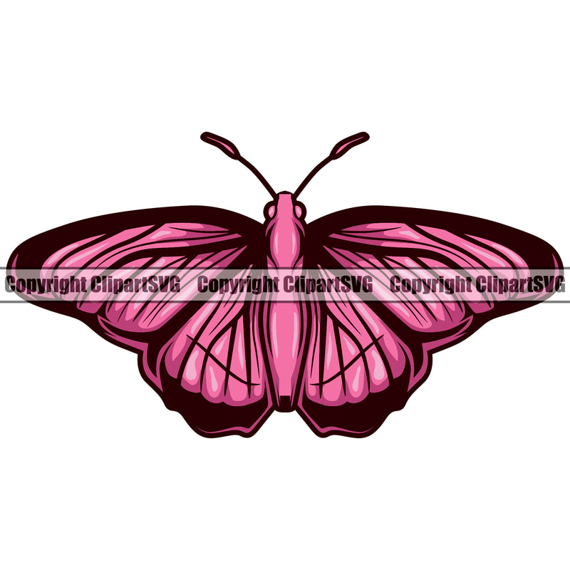Pink And Black Insect Butterfly Animal Design White Background Vector Clipart SVG
