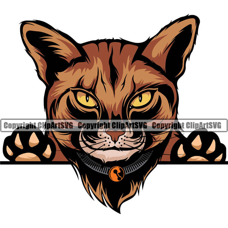 Peeking Color Animal Persian Breed Cat Vector Design Element Clipart SVG