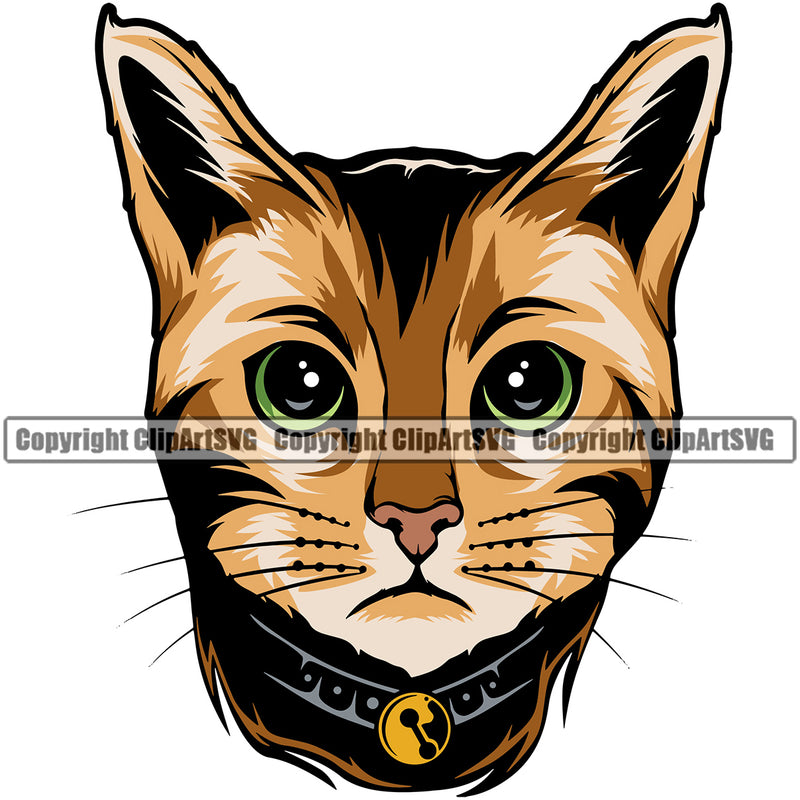 Animal Cat Bengal Breed Color White Background Vector Clipart SVG