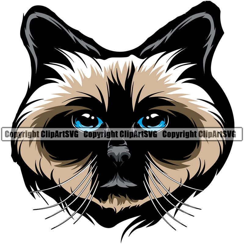 Animal Persian Breed Cat Birman Color With Blue Vector Design Element Clipart SVG