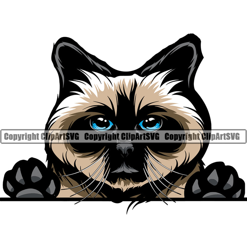 Animal Persian Breed Cat Birman Peeking Color  White Background Vector Clipart SVG