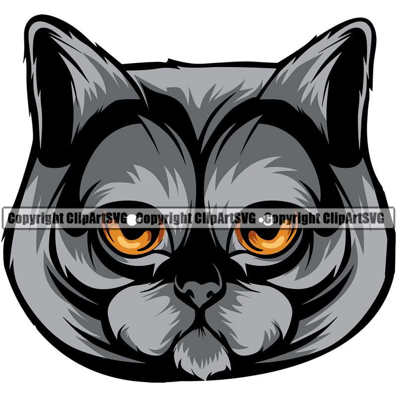 Animal Persian Breed Cat British Shorthair Color Angry Look Victor Clipart SVG