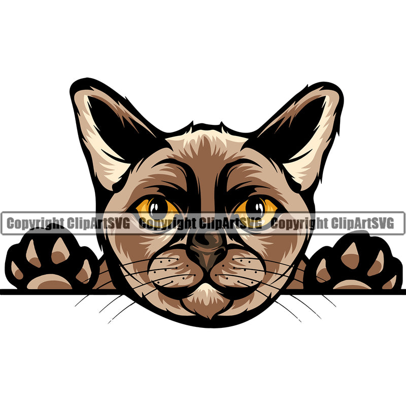 Animal Peeking Vector British Black Cat Cute Burmese White Background Color Breed Clipart SVG