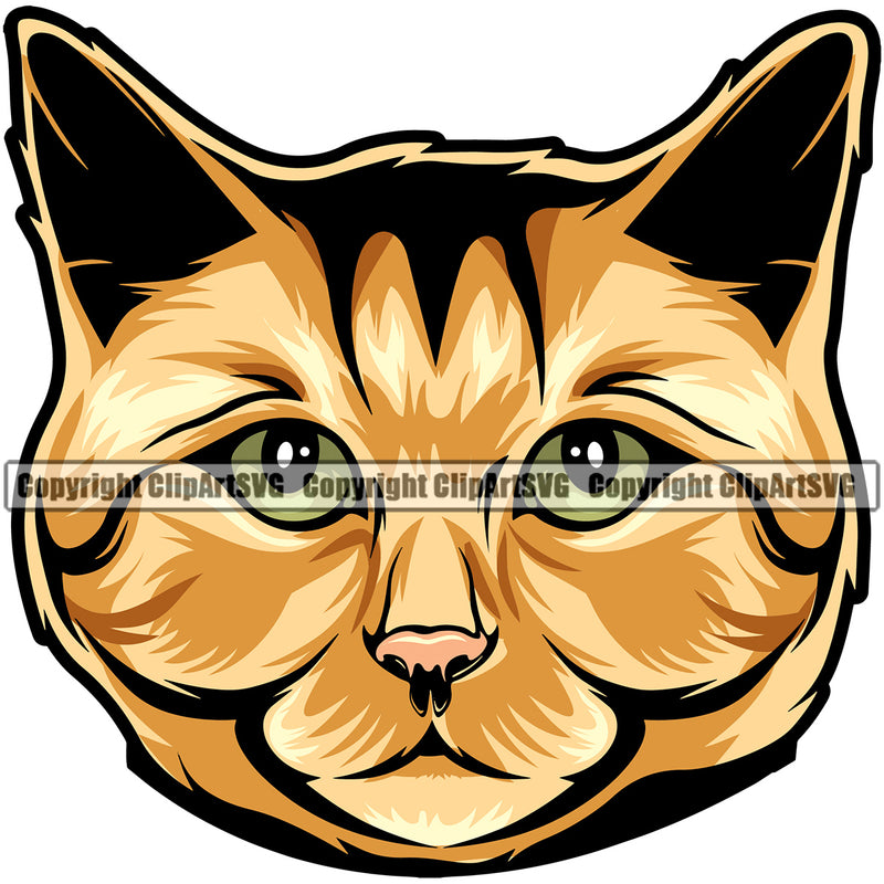 Ginger Animal Persian Breed Cat Color Vector Calico Image Clipart SVG