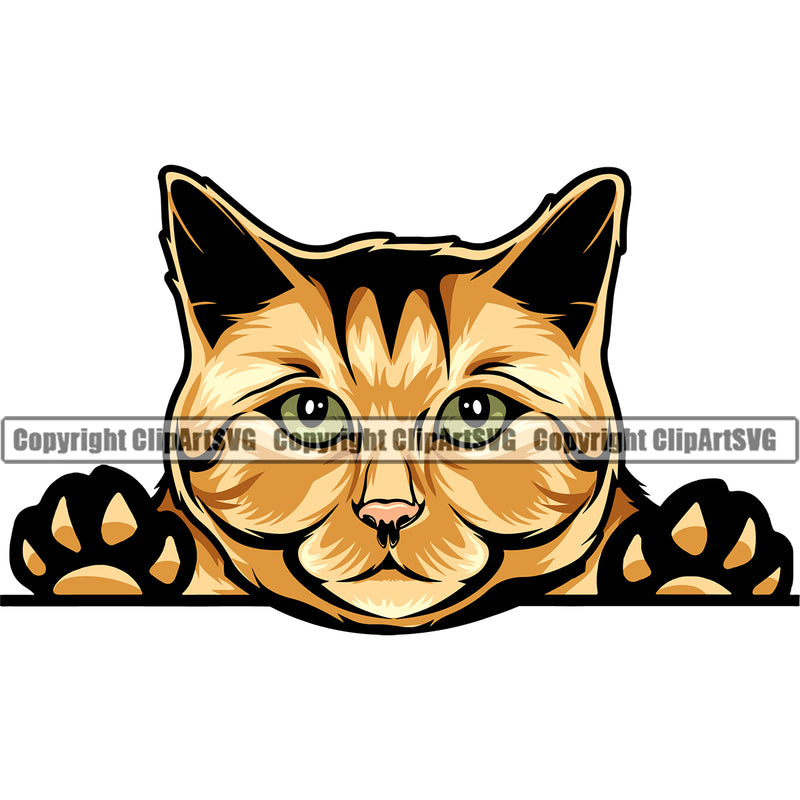 Animal Peeking Color Animal Ginger Breed Cat White Background Vector Clipart SVG