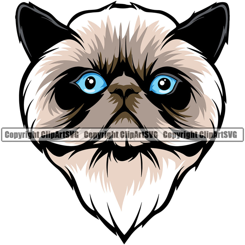 Animal Himilaya Color Persian Breed Cat Vector Design Element Clipart SVG