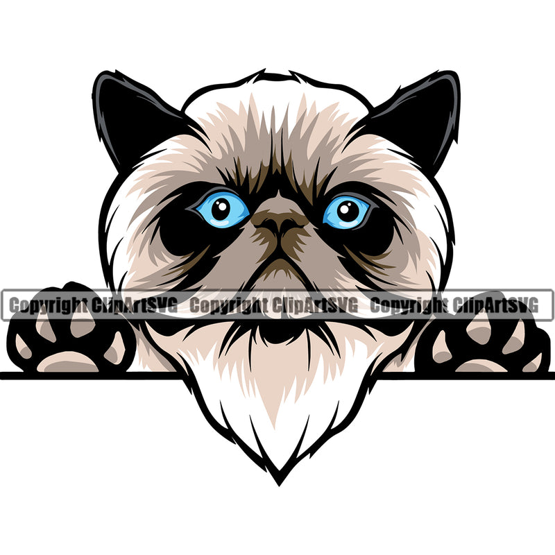 Peeking Color Himilayan Persian Breed Cat Burmese Animal Vector British Clipart SVG