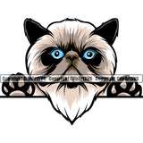 Peeking Color Himilayan Persian Breed Cat Burmese Animal Vector British Clipart SVG
