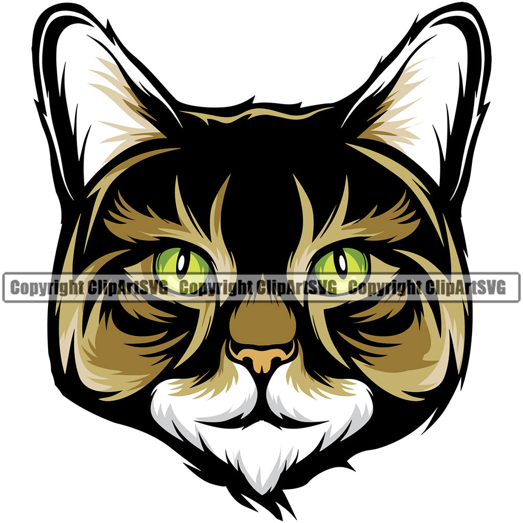 Maine Coon Cat Kitten Kitty Breed Color Clipart SVG