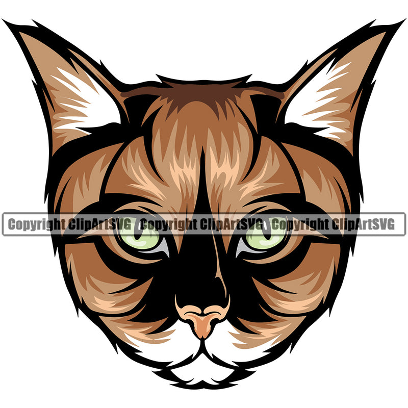 Animal Breed Cat Maine Coon Color Cat Kitty Logo Design Vector Clipart SVG
