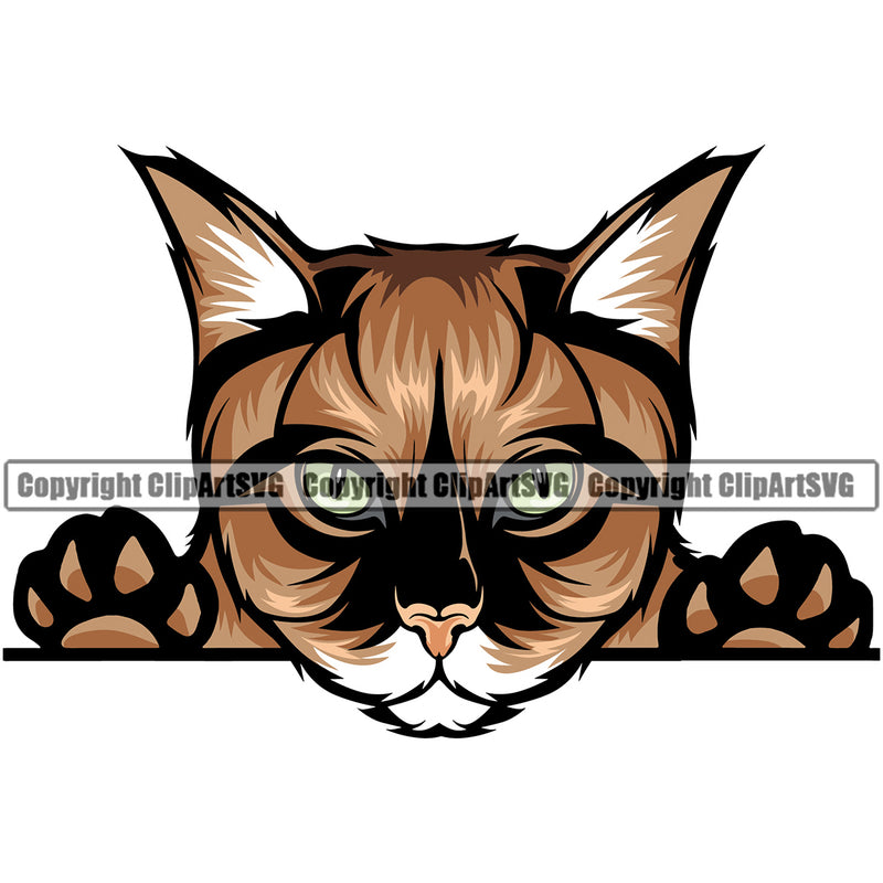 Animal Breed Cat Maine Coon Peeking Color Cat Main Vector Clipart SVG