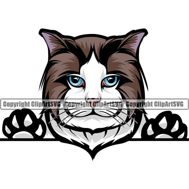Animal Persian Breed Ragdoll Peeking Color Feline Cute Looking Clipart SVG