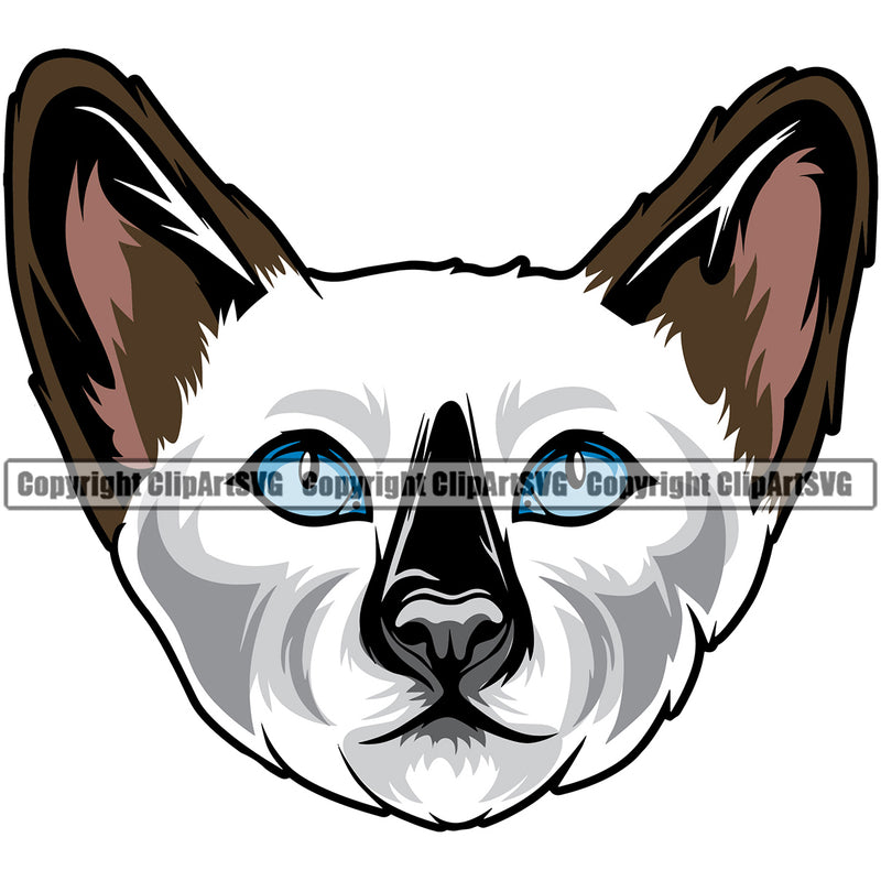 Animal Breed Cat Siamese Color Beautiful Feline Design Element Clipart SVG