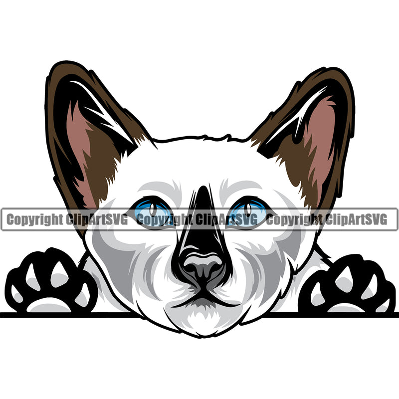 Animal Breed Cat Siamese Peeking Color Purebred Pedigree Animal Clipart SVG