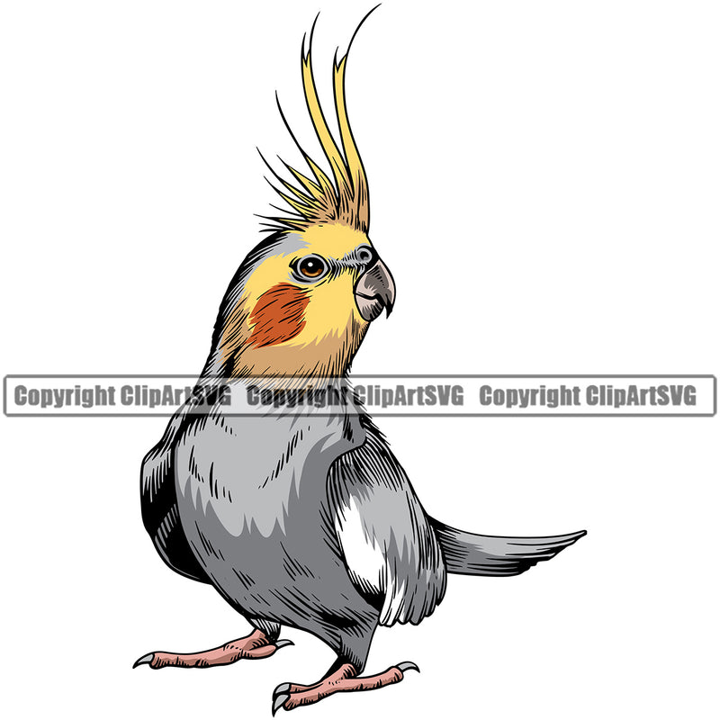 Cockatiel Pet Bird Sports Team Color Logo ClipArt SVG