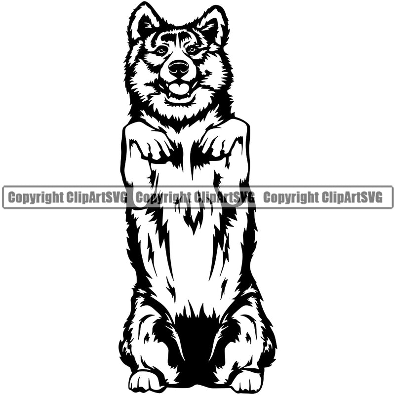 Akita Dog Begging Head Dog Breed Pup Animal Head Purebred Pup Pedigree Canine K-9 K9 Animal Portrait Clipart SVG
