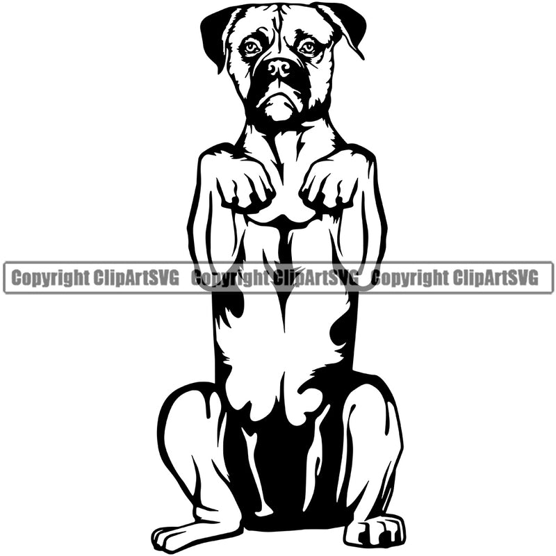 American Bull Dog Begging Animal Design Element Portrait Doggy Cute Face Pup Pedigree Breed Clipart SVG