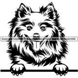 American Eskimo Peeking Dog Animal Canine K-9 K9 Animal Portrait Doggy Face Cute Pup Pedigree Breed Logo Clipart SVG