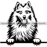 Peeking American Eskimo Dog Animal Cute Face K9 Portrait Doggy Design Element Pup Pedigree Breed Clipart SVG