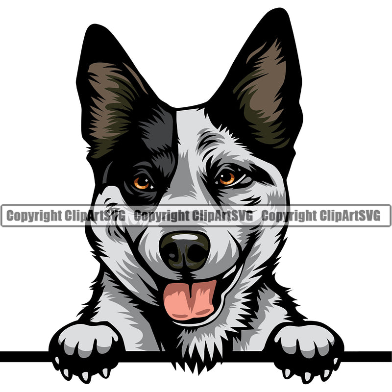 Australian Cattle Peeking Color Dog Animal Portrait Doggy Face Cute Pup Pedigree Breed Design Clipart SVG