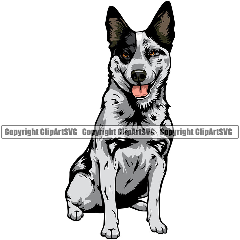 Australian Cattle Sitting Color Dog Portrait Doggy Cute Face Animal Pup Pedigree Breed Canine K-9 K9 Clipart SVG