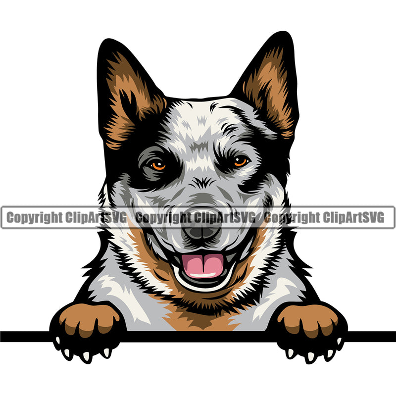 Australian Cattle Dog Peeking Face Color Animal Portrait Doggy Cute Face Pup Pedigree Breed Clipart SVG