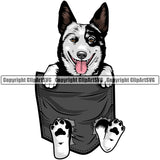 Australian Cattle Dog Hanging From Shirt Pocket Puppy Face Cute Pup Pedigree Animal Breed Clipart SVG