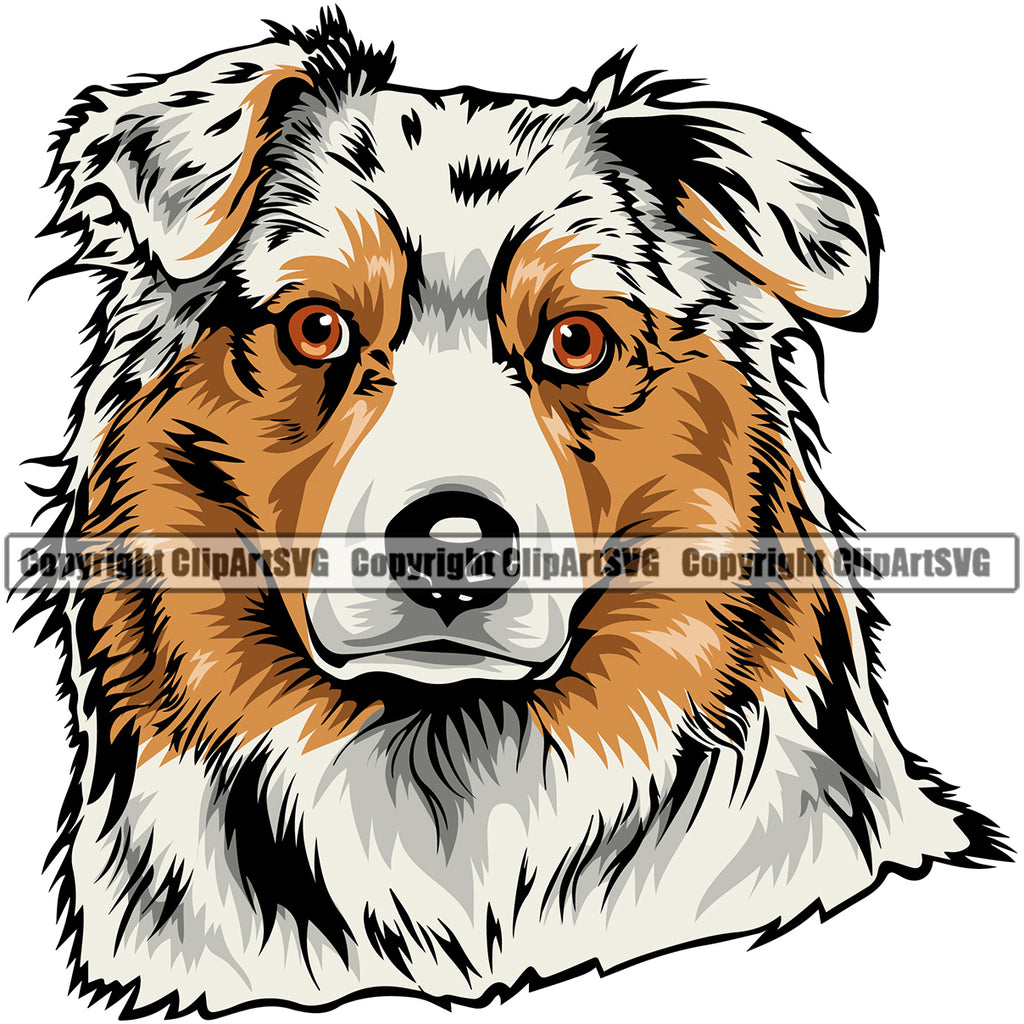 Australian Shepherd Dog Color Portrait Doggy Face Cute Pup Pedigree Breed Clipart SVG