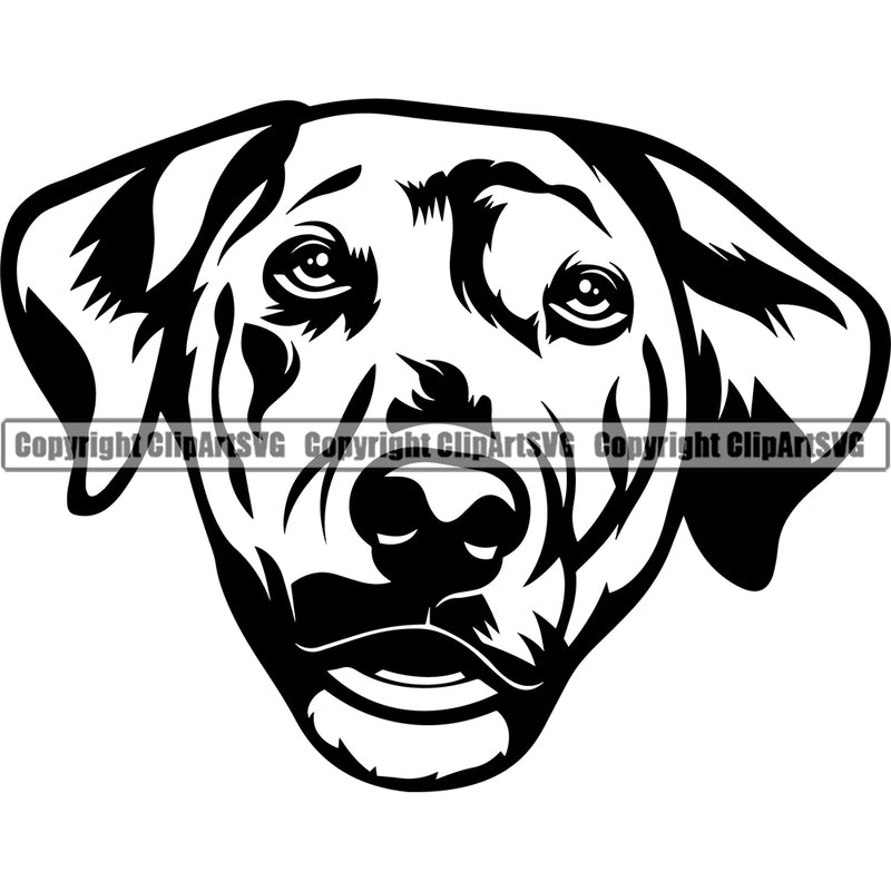 Australian Shepherd Dog Head Portrait Doggy Face Cute Pup Pedigree Breed Clipart SVG