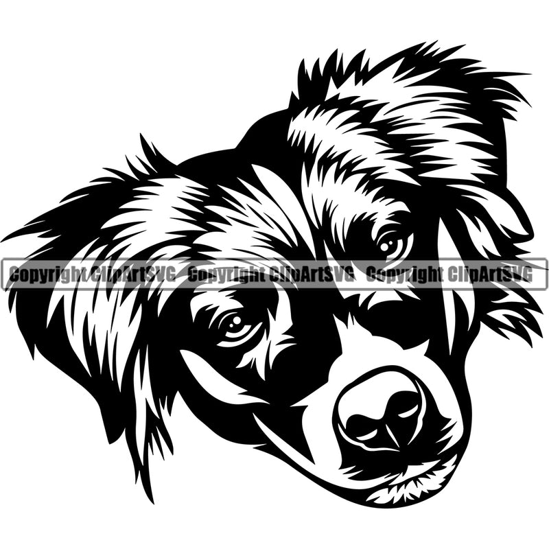 Australian Shepherd Dog Head Portrait Doggy Face Cute Pup Pedigree Breed Clipart SVG