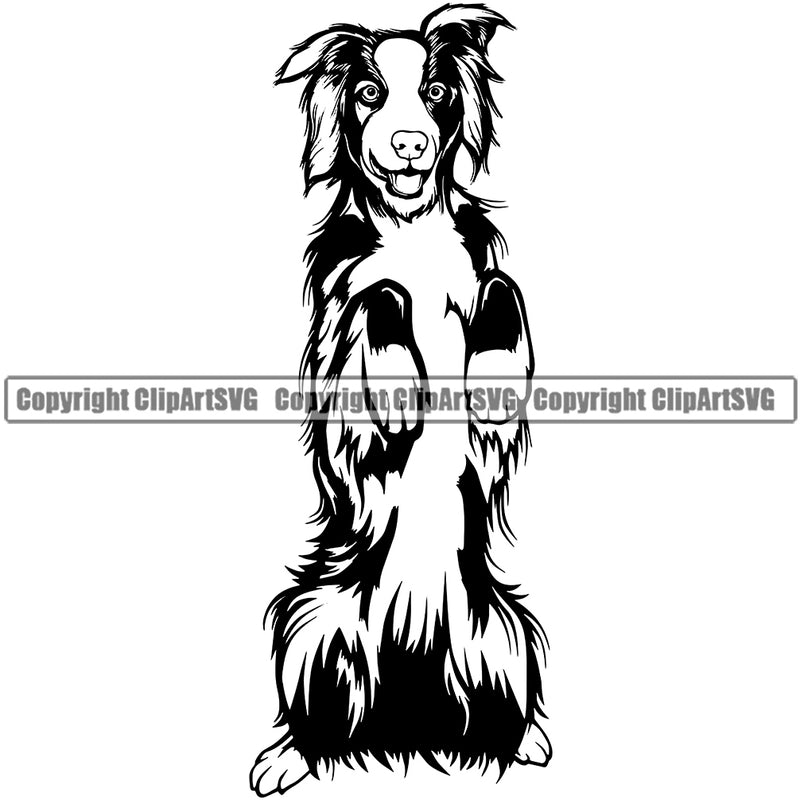 Begging Australian Shepherd Portrait Doggy Face Cute Pup Pedigree Breed Animal Clipart SVG