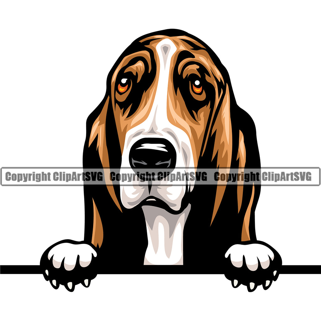 Peeking Basset Hound Dog Animal Portrait Doggy Color Face Pedigree Breed Canine K-9 Clipart SVG