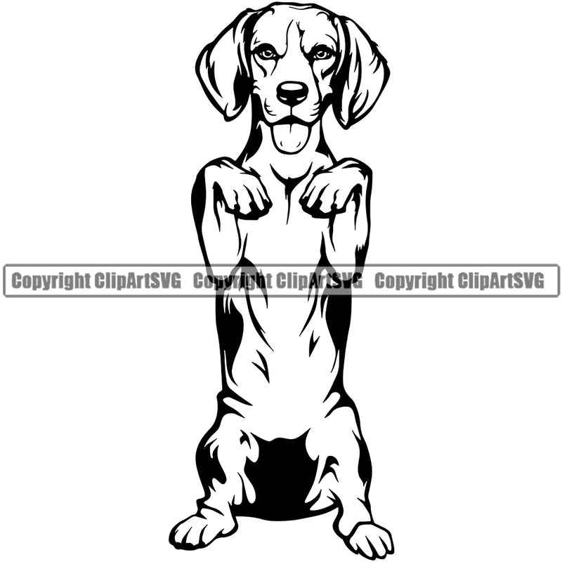 Begging Basset Hound Dog Animal Portrait Doggy Face Cute Pup Pedigree Breed  Clipart SVG