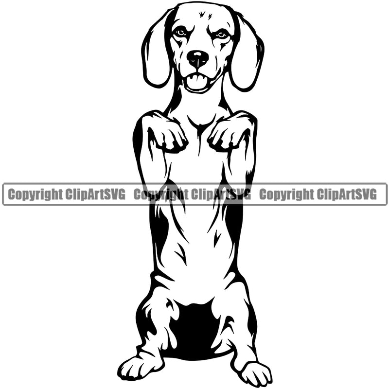 Beagle Begging Animal Dog Portrait Doggy Face Cute Pup Pedigree Breed Canine Clipart SVG