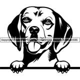 Beagle Peeking Dog Animal Portrait Doggy Face Cute Pup Pedigree Breed Canine Clipart SVG