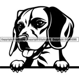 Beagle Peeking Dog Animal Doggy Face Cute Pup Pedigree Breed Puppy Canine Clipart SVG