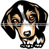 Beagle Cute Dog Color Body Face Cute Pup Pedigree Breed Puppy Doggy Portrait K9 Clipart SVG